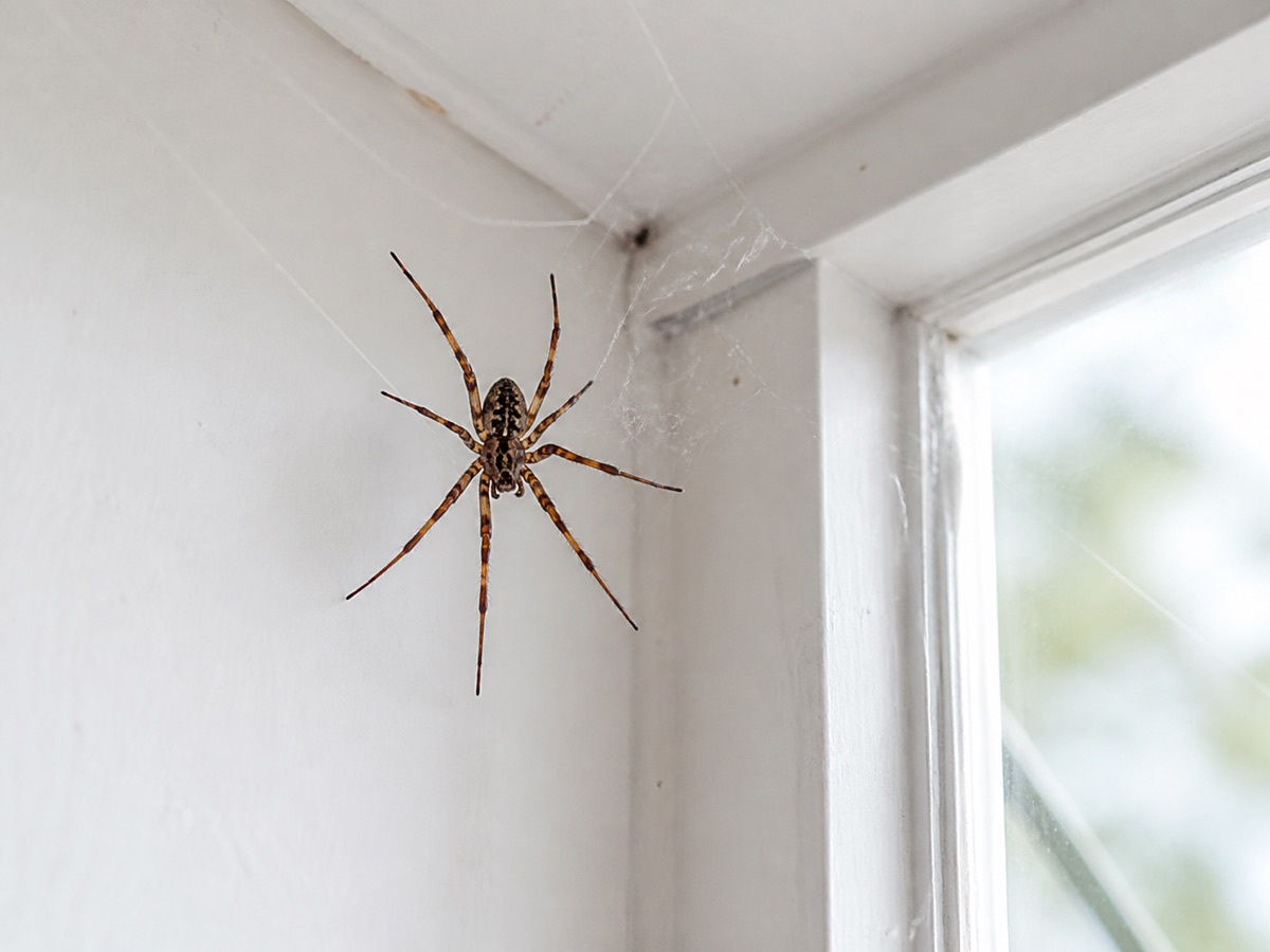 Araignée dans sa toile près d’une fenêtre
